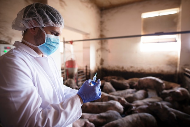 養豚場でワクチン接種の準備ができている注射器を保持している獣医