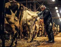 Free photo a veterinarian makes the procedure of artificial insemination of a cow inside a farm