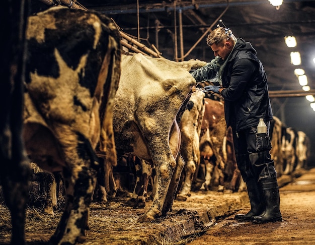 A veterinarian makes the procedure of artificial insemination of a cow inside a farm