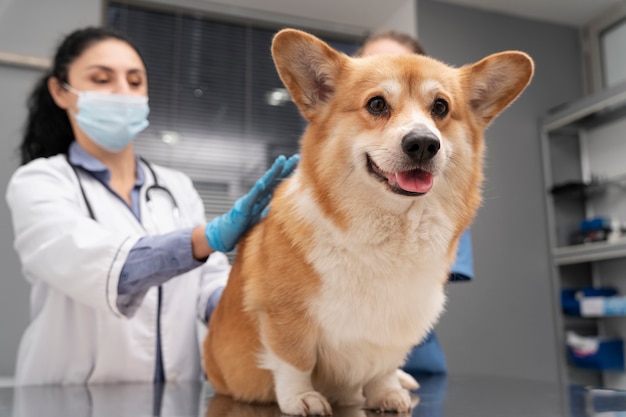 ペットの犬の世話をする獣医