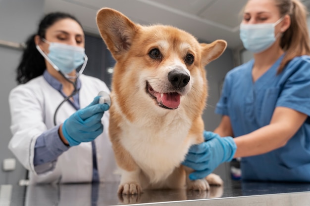 ペットの犬の世話をする獣医