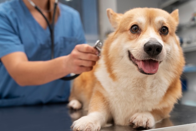 Free photo veterinarian taking care of pet dog