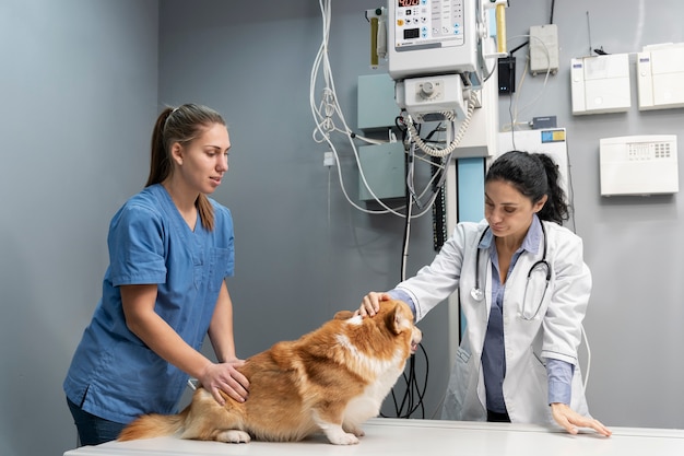 Free photo veterinarian taking care of pet dog