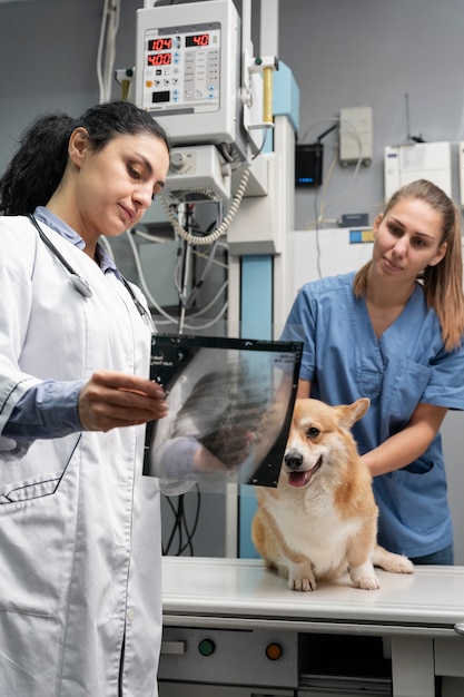 Free photo veterinarian taking care of pet dog