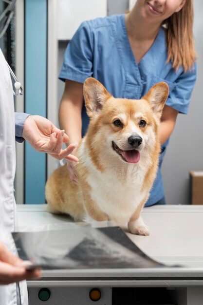 ペットの犬の世話をする獣医