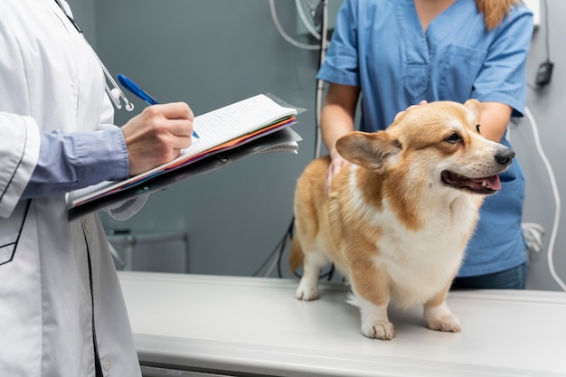 ペットの犬の世話をする獣医