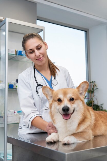 Veterinarian taking care of pet dog