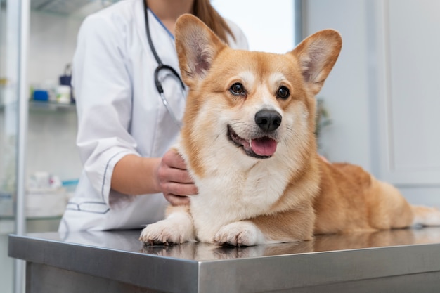 Free photo veterinarian taking care of pet dog