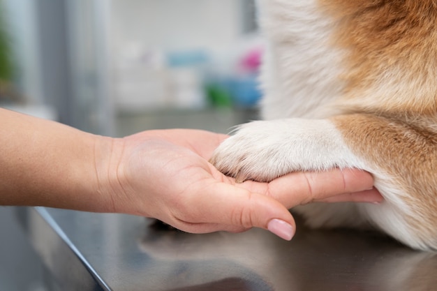 Free photo veterinarian taking care of pet dog