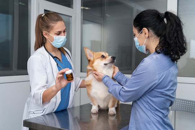 ペットの犬の世話をする獣医