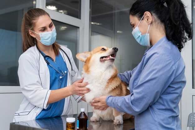 ペットの犬の世話をする獣医