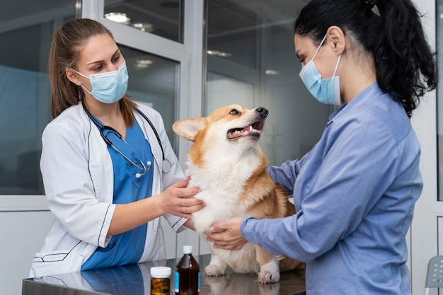 Ветеринар заботится о собаке