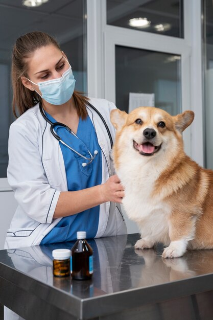 ペットの犬の世話をする獣医