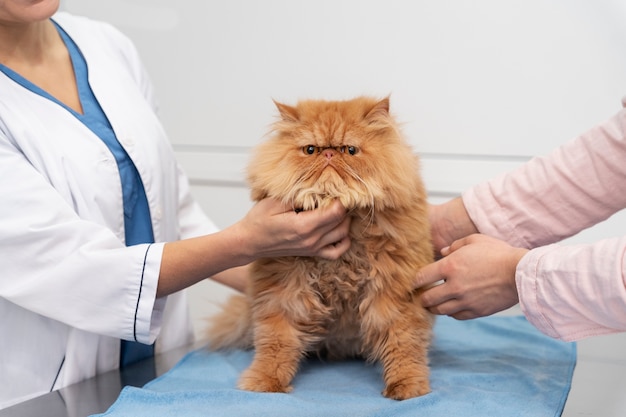 Veterinarian taking care of pet