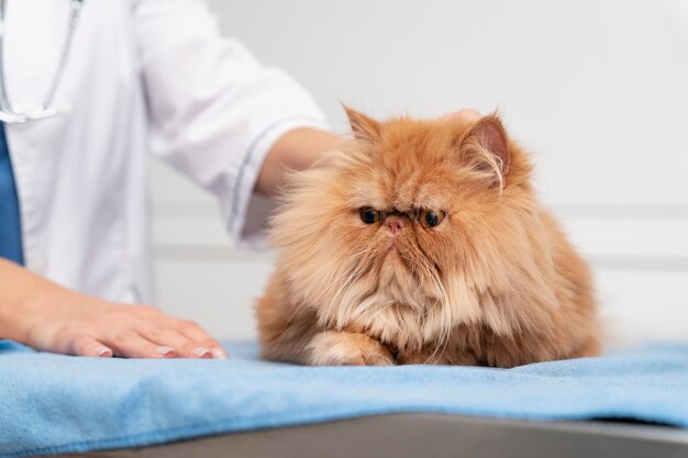 veterinarian taking care of pet
