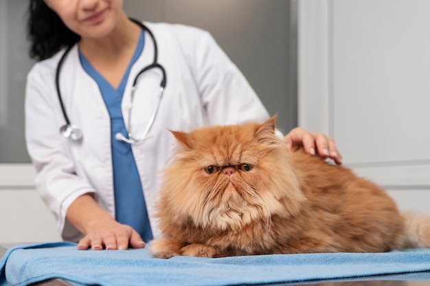 Free photo veterinarian taking care of pet