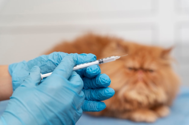 Free photo veterinarian taking care of pet