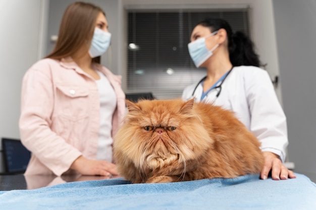 Free photo veterinarian taking care of pet