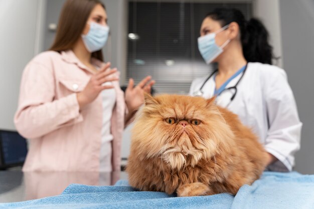 veterinarian taking care of pet