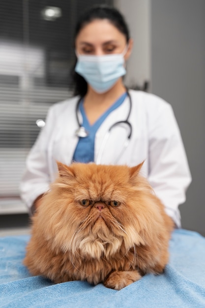 Free photo veterinarian taking care of pet