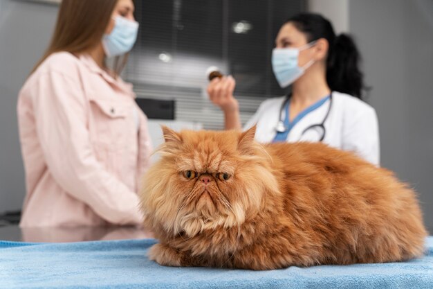 veterinarian taking care of pet