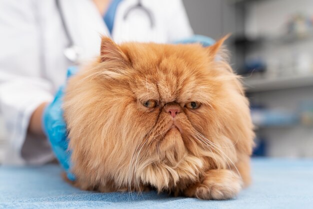veterinarian taking care of pet