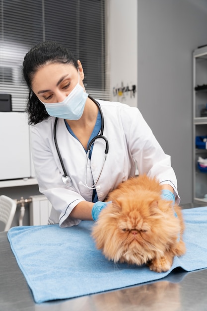 Free photo veterinarian taking care of pet