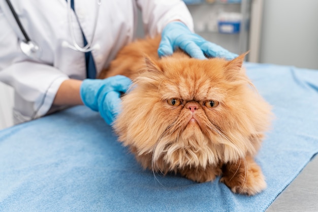 Free photo veterinarian taking care of pet