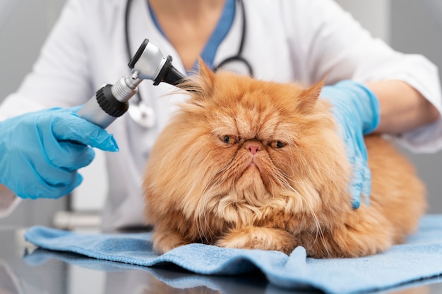 Free photo veterinarian taking care of pet