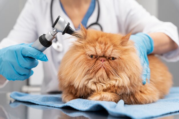veterinarian taking care of pet