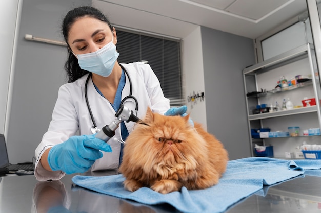 Free photo veterinarian taking care of pet