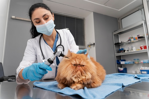 Ветеринар заботится о домашнем животном