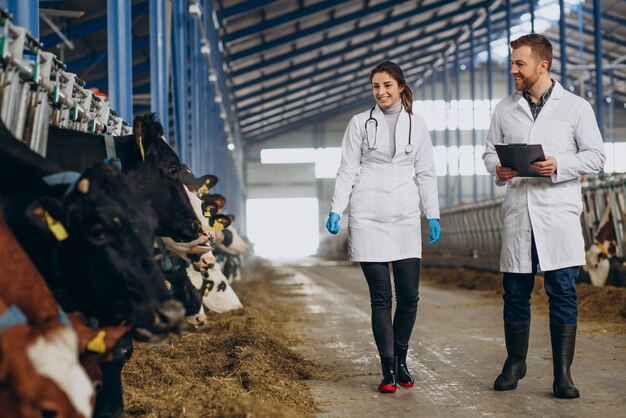 Veterinary at the farm walking in cowshed checking the cows