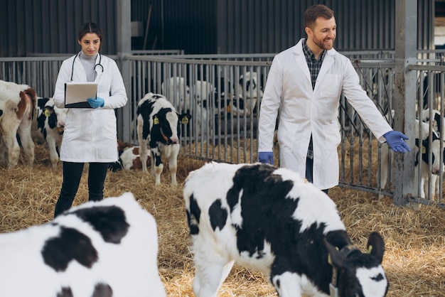 Free photo veterinary at the farm walking in cowshed checking the cows