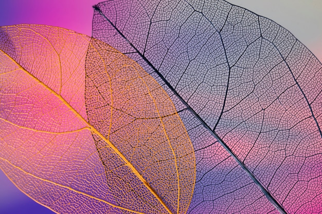 Бесплатное фото Яркие абстрактные цветные осенние листья