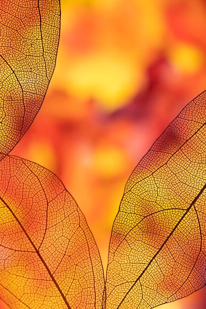 Free photo vibrant colored transparent autumn foliage