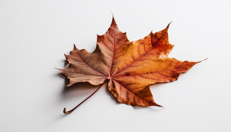 Free Photo vibrant maple leaf gold and orange colors generative ai