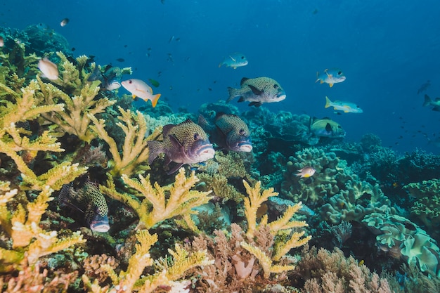 Vibrant reef fish feed on plankton above a coral reef in Indones