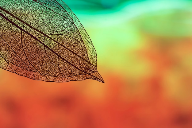 Vibrant transparent leaves with copy space