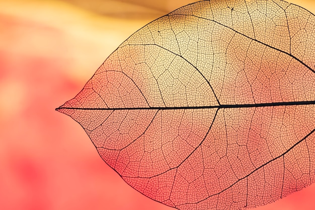 Vibrant transparent orange autumn leaf