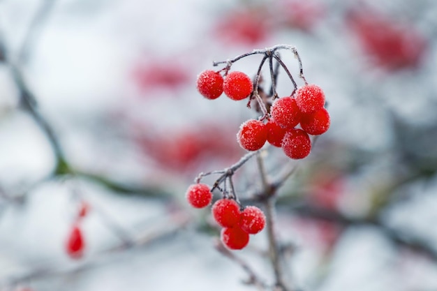霜で覆われた赤いベリーと枝を持つガマズミ属の木の茂み Premium写真
