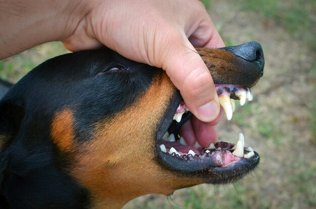 歯を見せて手を噛む悪質な犬