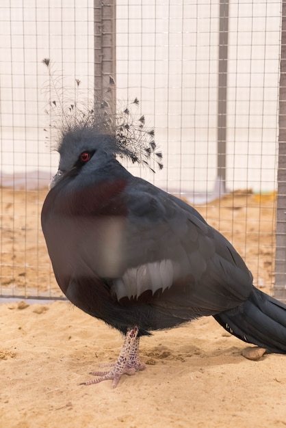 Free photo victoria crowned pigeon in farm