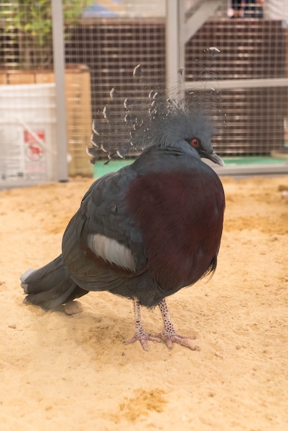 Victoria crowned pigeon in farm