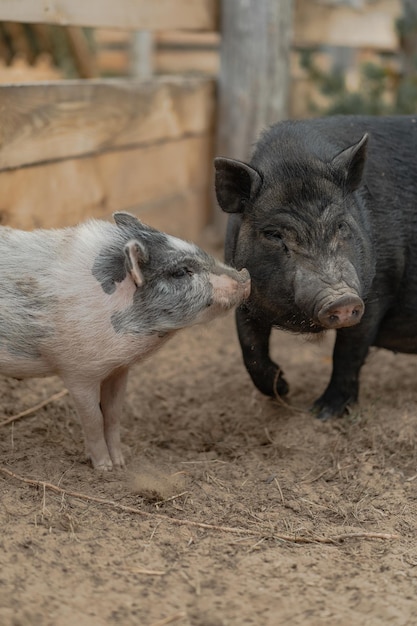 Vietnamese pig with black bristles at the zoo