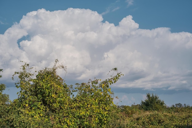 Foto gratuita vista del parco naturale dei vigneti abbandonati sullo sfondo del cielo con nubi cumuliformi