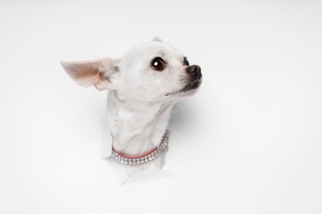 Free photo view of adorable chihuahua dog coming out of torn paper