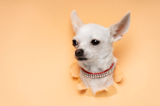 Foto gratuita vista dell'adorabile cane chihuahua che esce dalla carta strappata