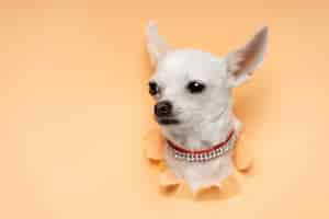 Free photo view of adorable chihuahua dog coming out of torn paper