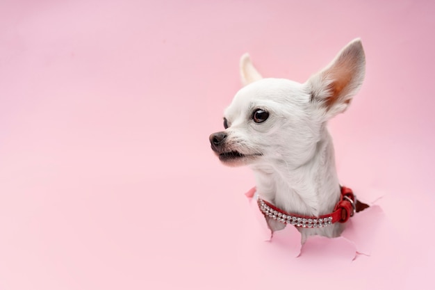 Foto gratuita vista dell'adorabile cane chihuahua che esce dalla carta strappata